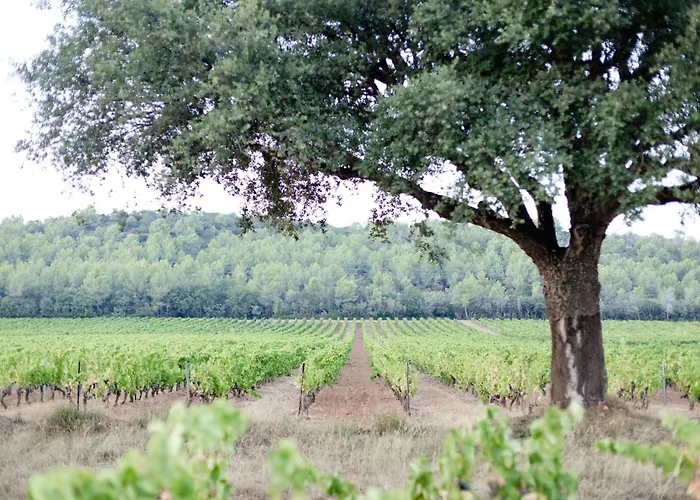 Domaine De Sigalous