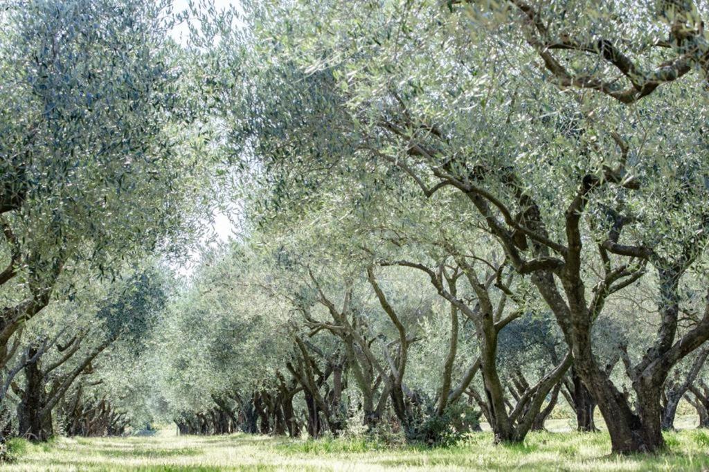 Domaine De Sigalous *